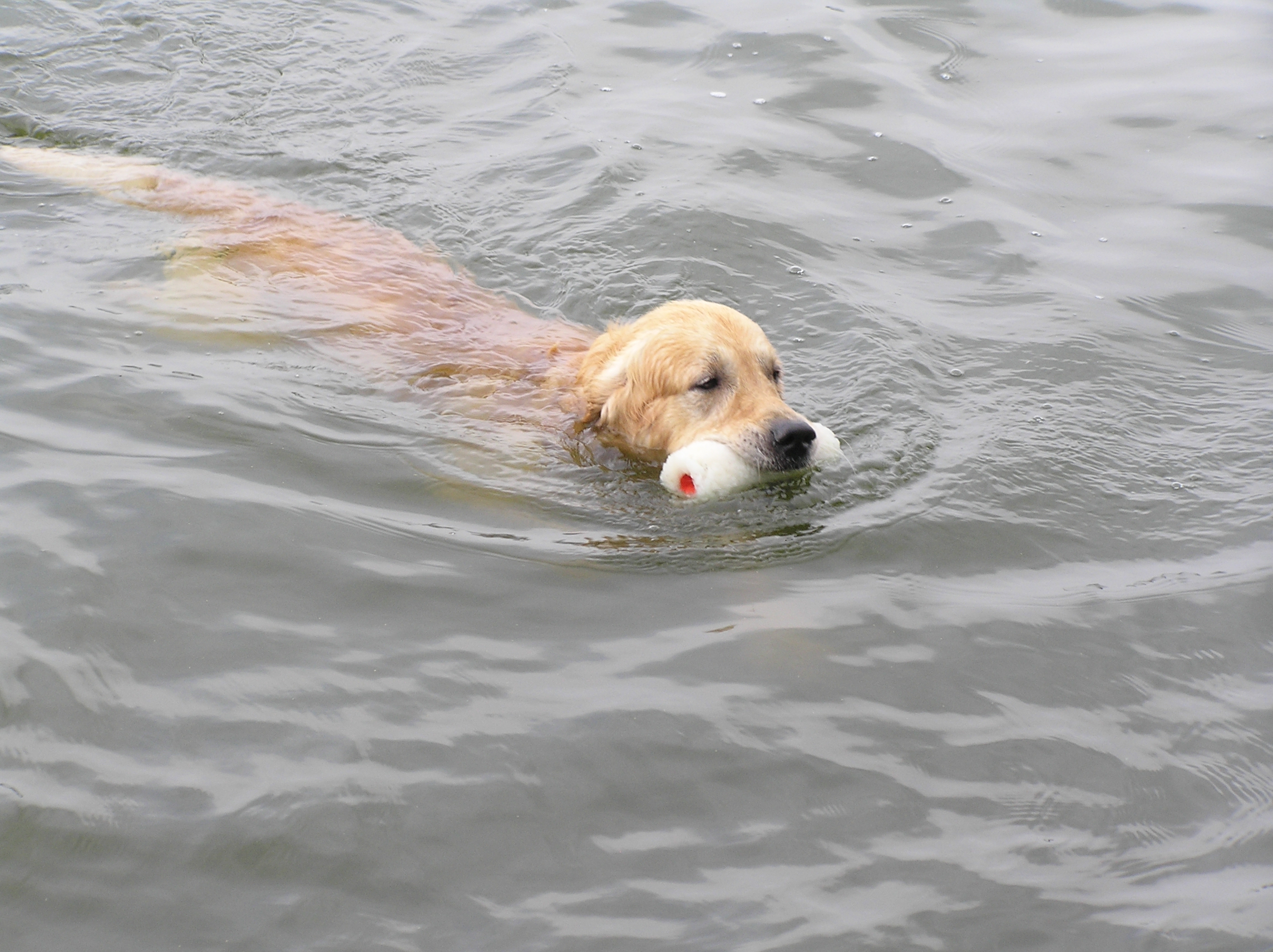 Apport uit het water