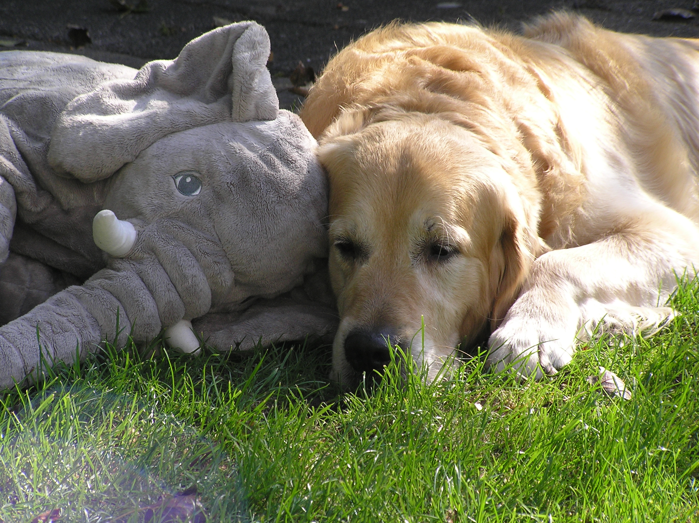 Samen met grote vriend Ollie