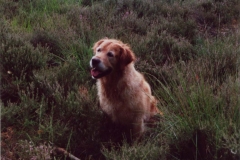 scooby_buiten