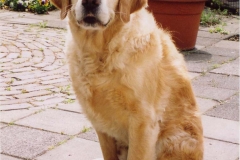 scooby_tuin